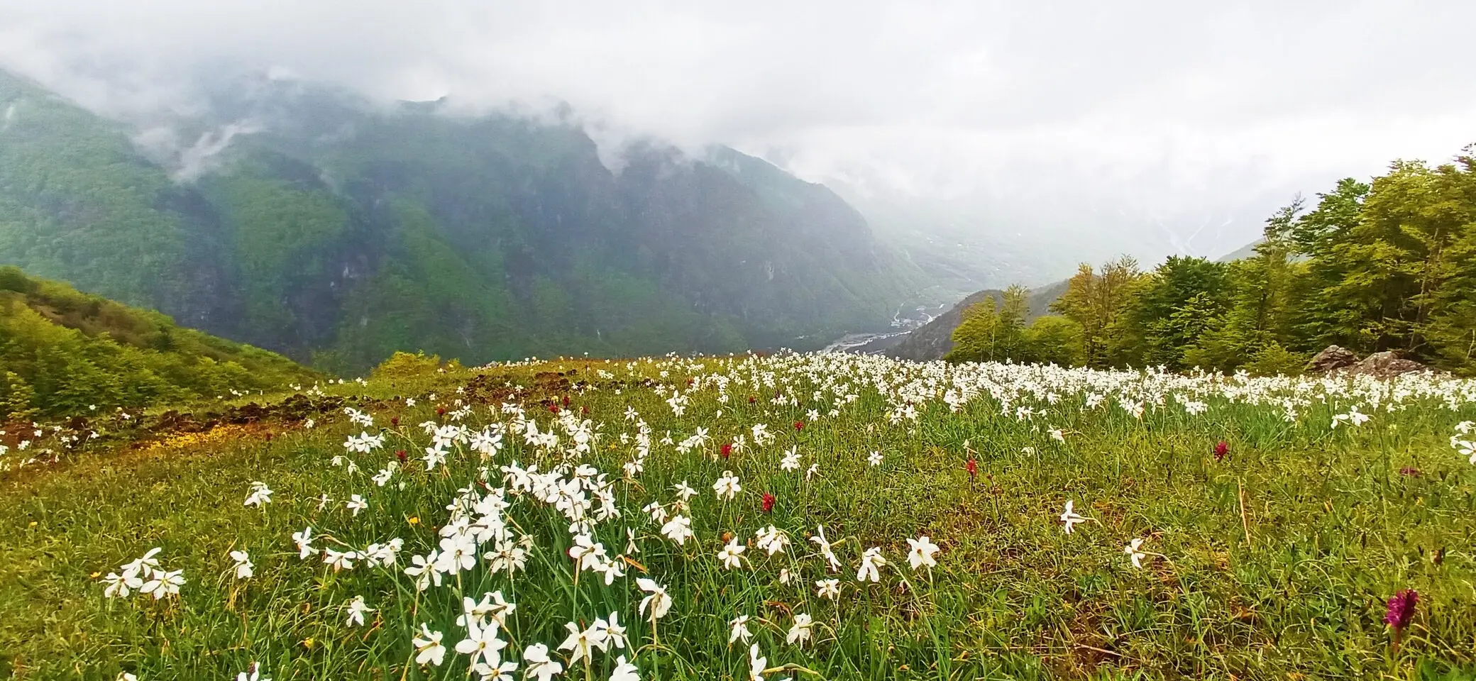 Bergwiese mit vielen weißen Blüten | © Thomas Tamke