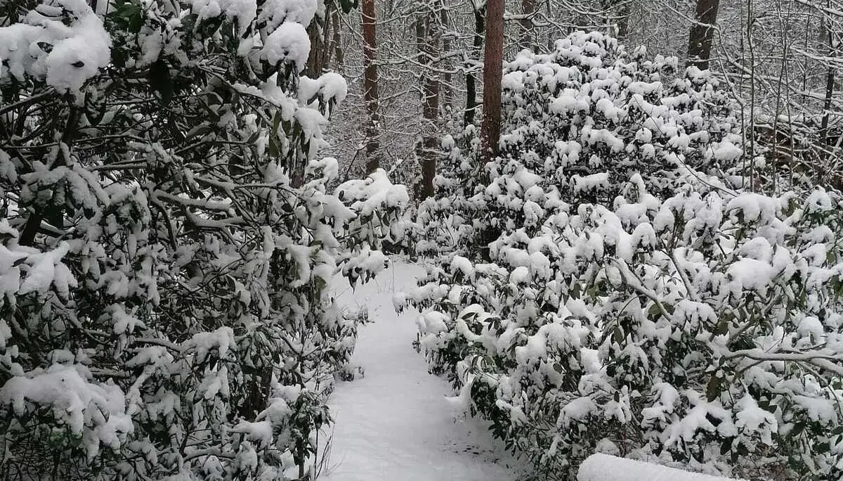 Grünkohlessen 2026 | © Frank Görisch