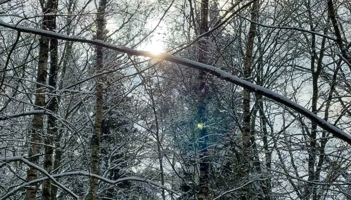 Grünkohlessen 2026 | © Frank Görisch