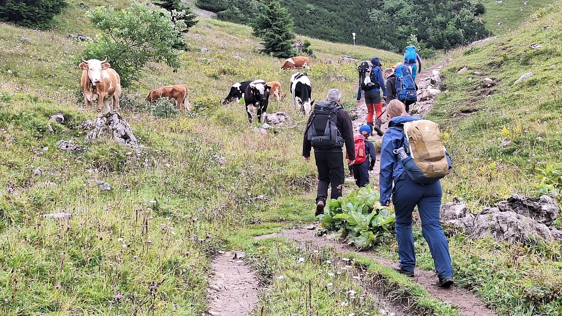 Wandergruppe mit Kühen | © Patrick Schönfeldt