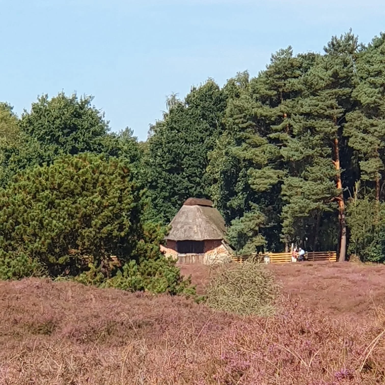 Hütte im Pestruper Gräberfeld, Heidefeld im Vordergrund und Bäume im Hintergrund | © Elke Brüggemann