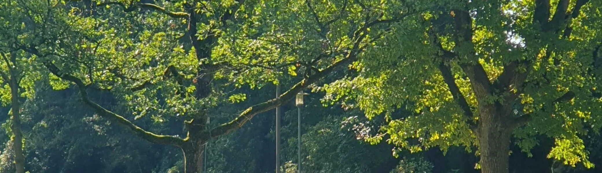 Eine Gruppe wandert durch einen Park mit hohen Bäumen | © Elke Brüggemann