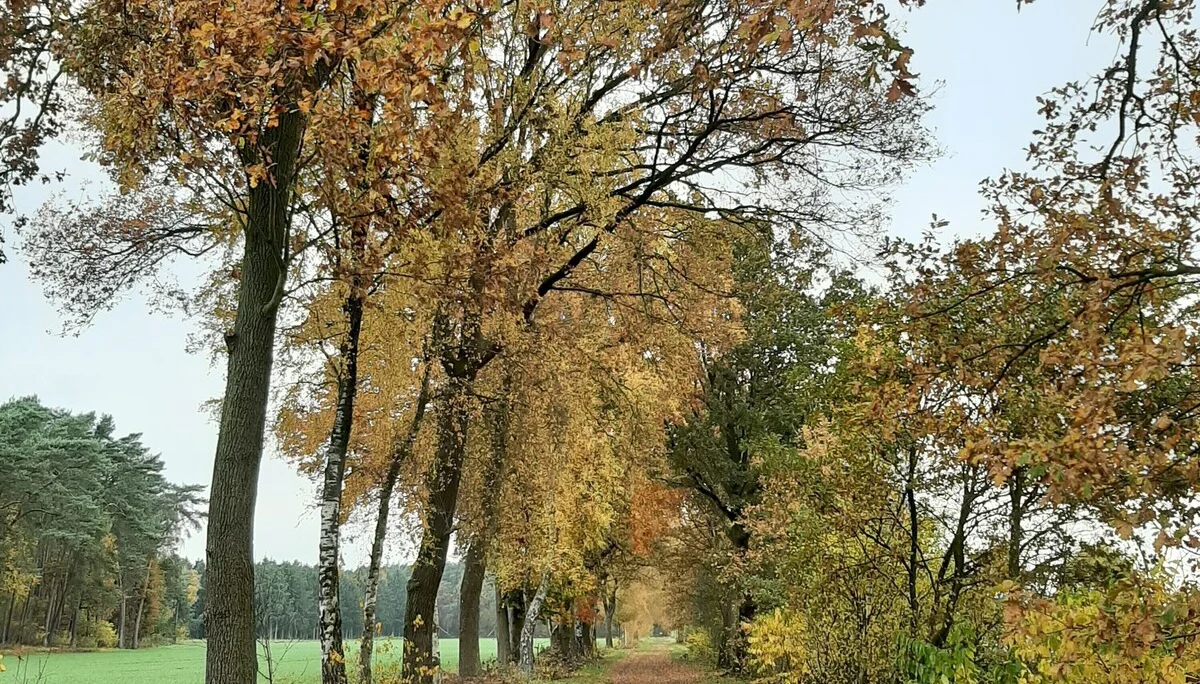 Wanderweg um Kirchseelte mit herbstlichen Bäumen gesäumt | © Beate Straube