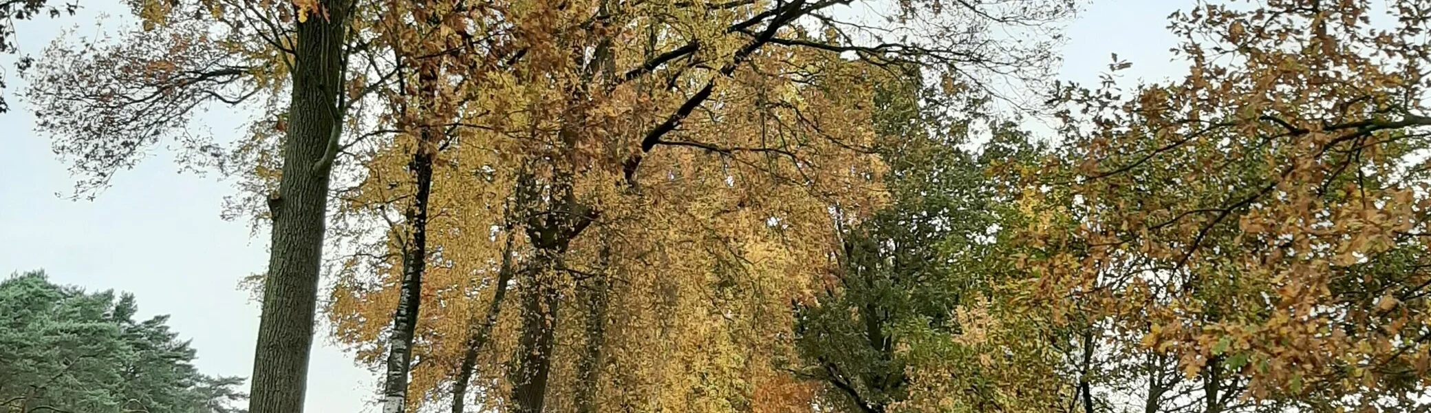 Wanderweg um Kirchseelte mit herbstlichen Bäumen gesäumt | © Beate Straube