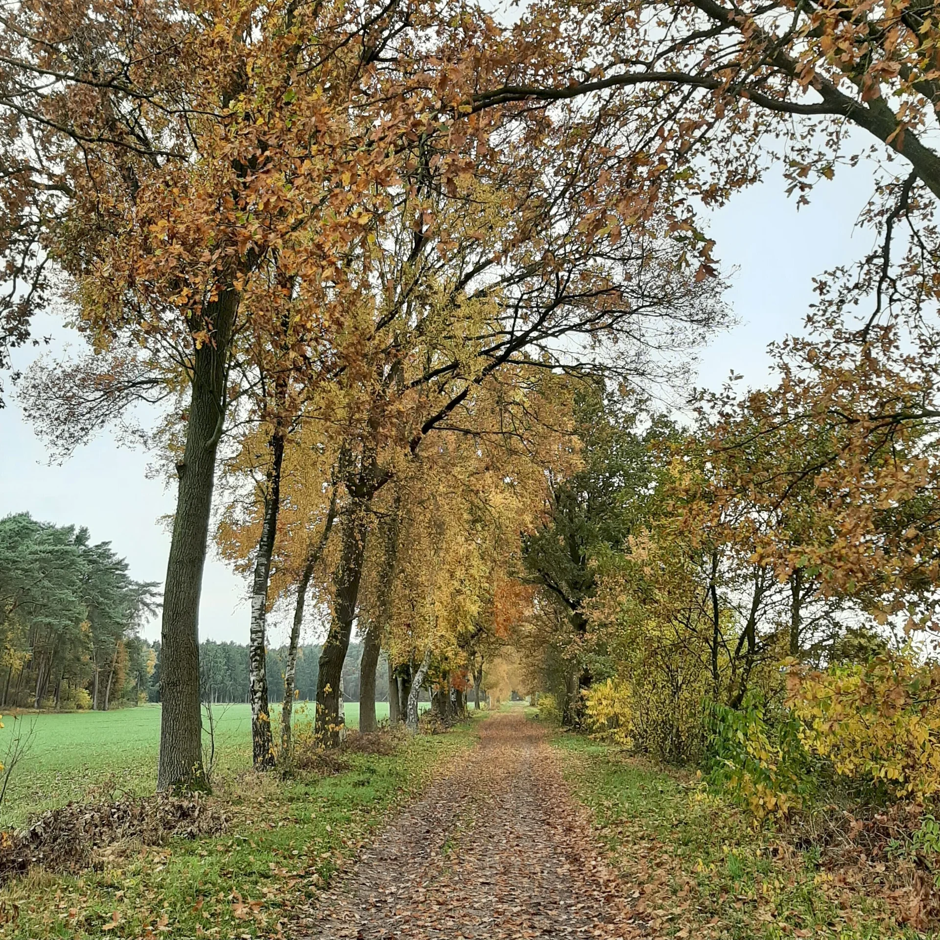 Wanderweg um Kirchseelte mit herbstlichen Bäumen gesäumt | © Beate Straube