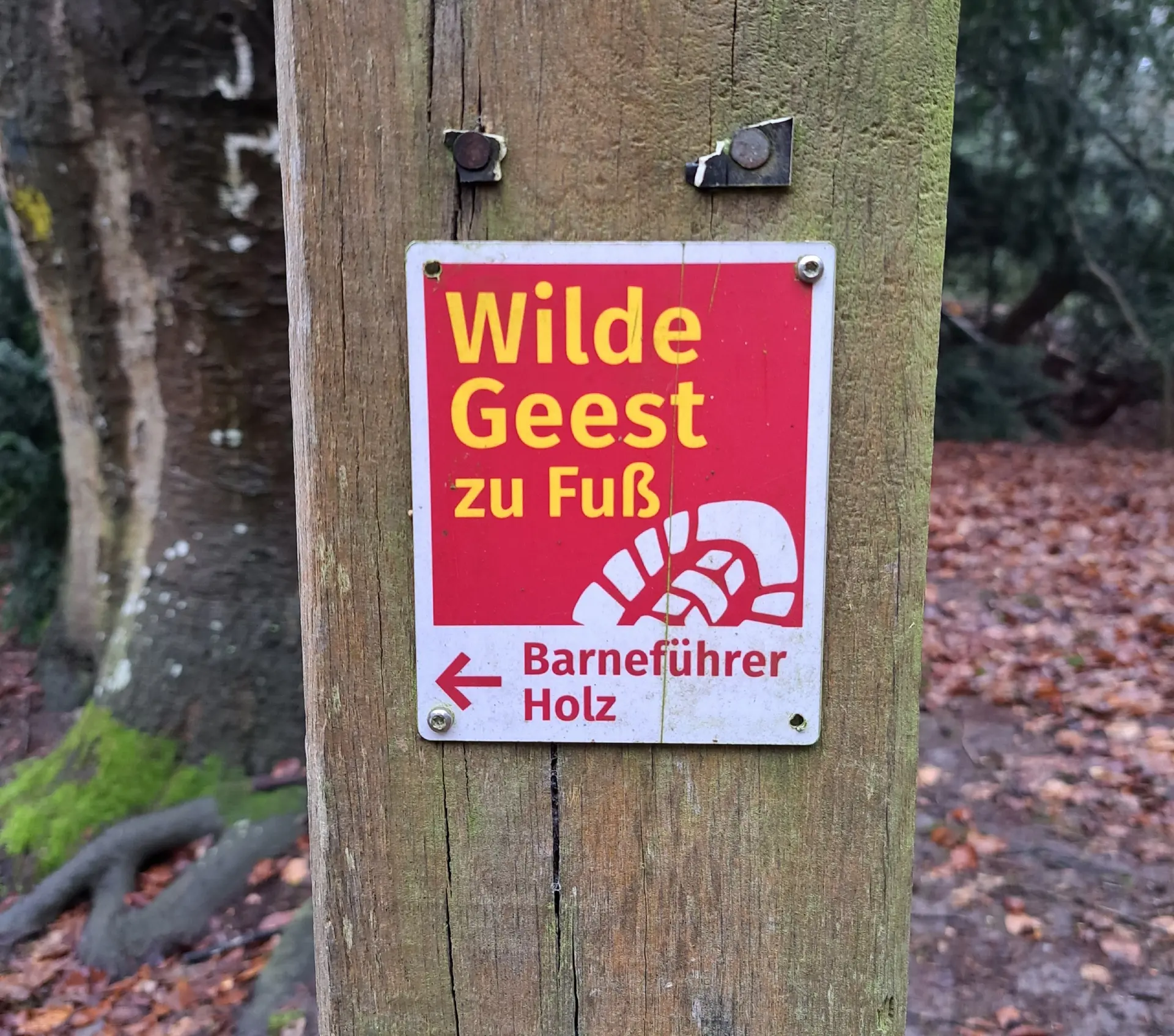 Wanderbild aus der Wildeshauser Geest | © Elena Selders