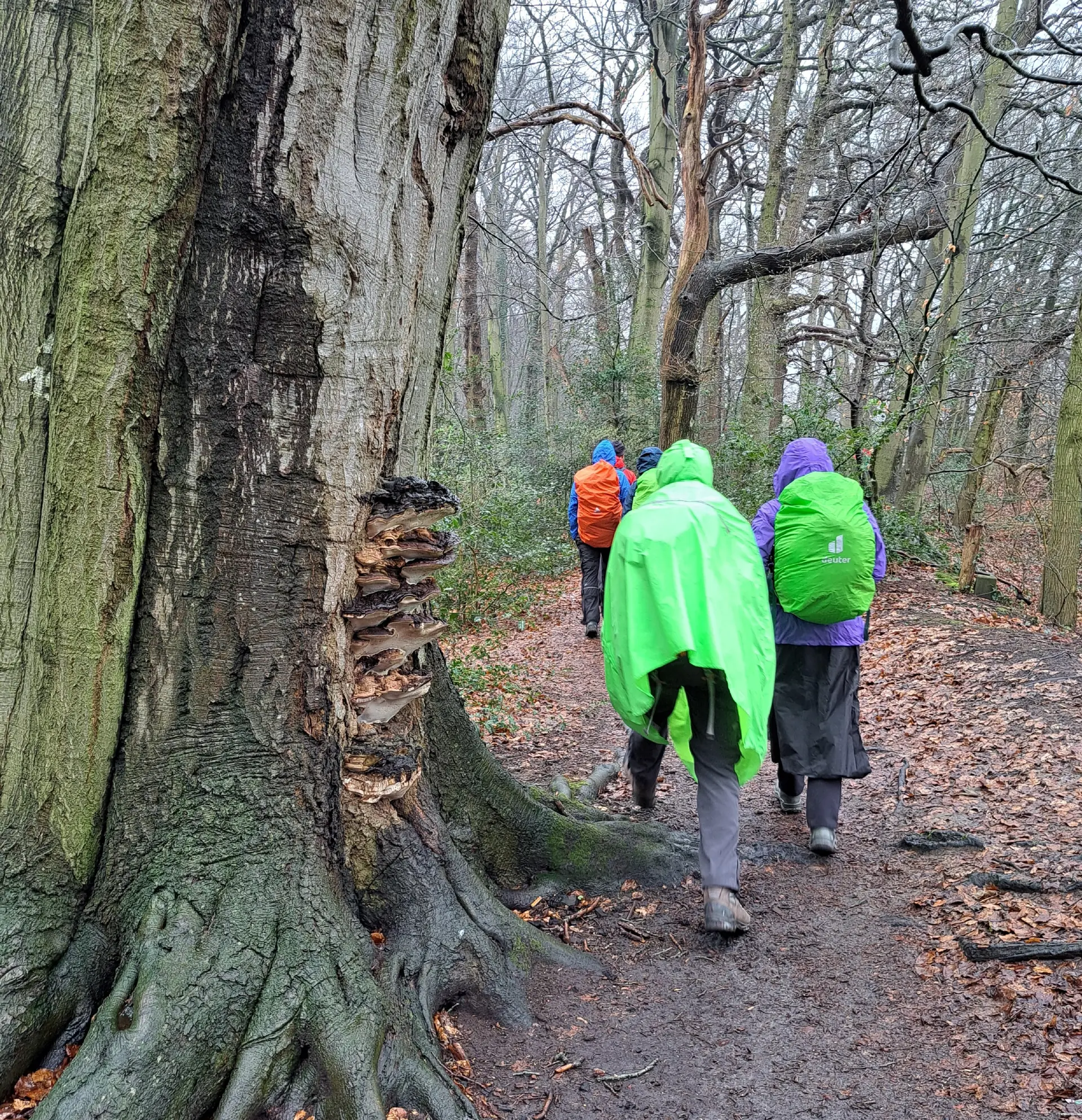 Wanderbild aus der Wildeshauser Geest | © Elena Selders