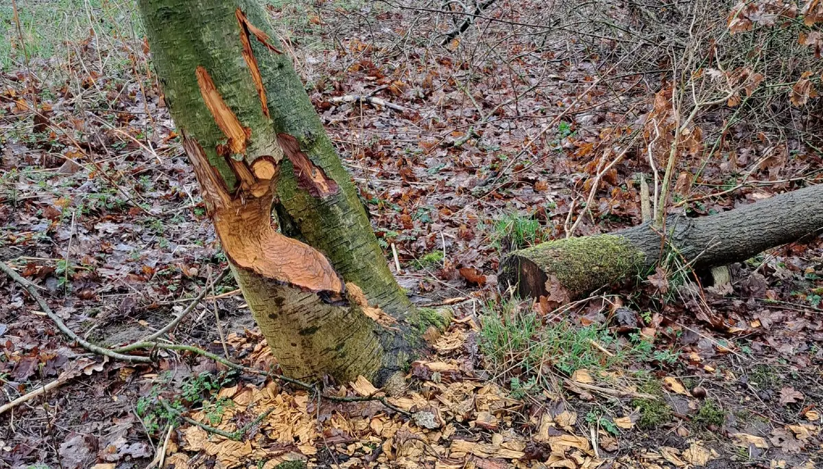 Wanderbild aus der Wildeshauser Geest | © Elena Selders