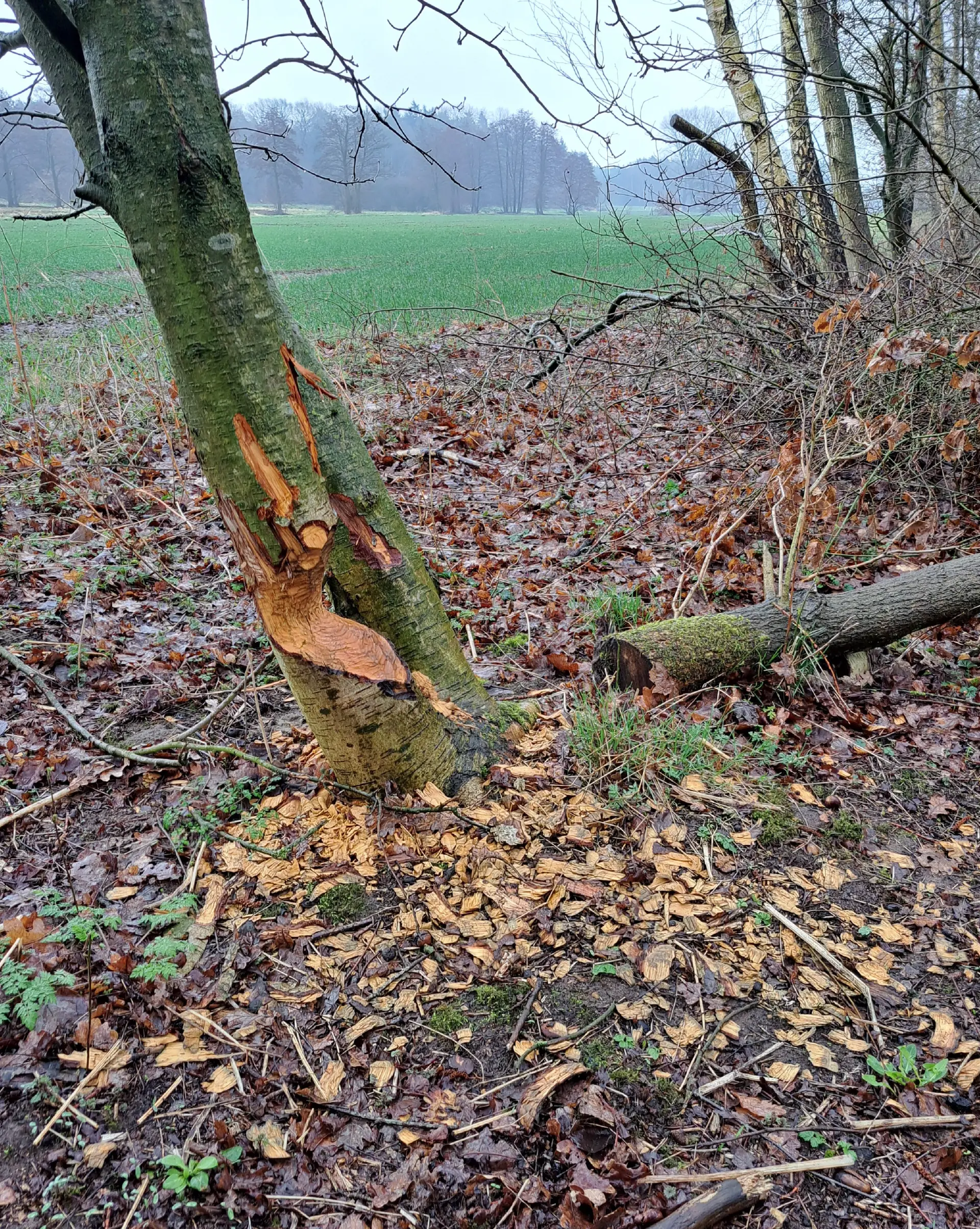 Wanderbild aus der Wildeshauser Geest | © Elena Selders