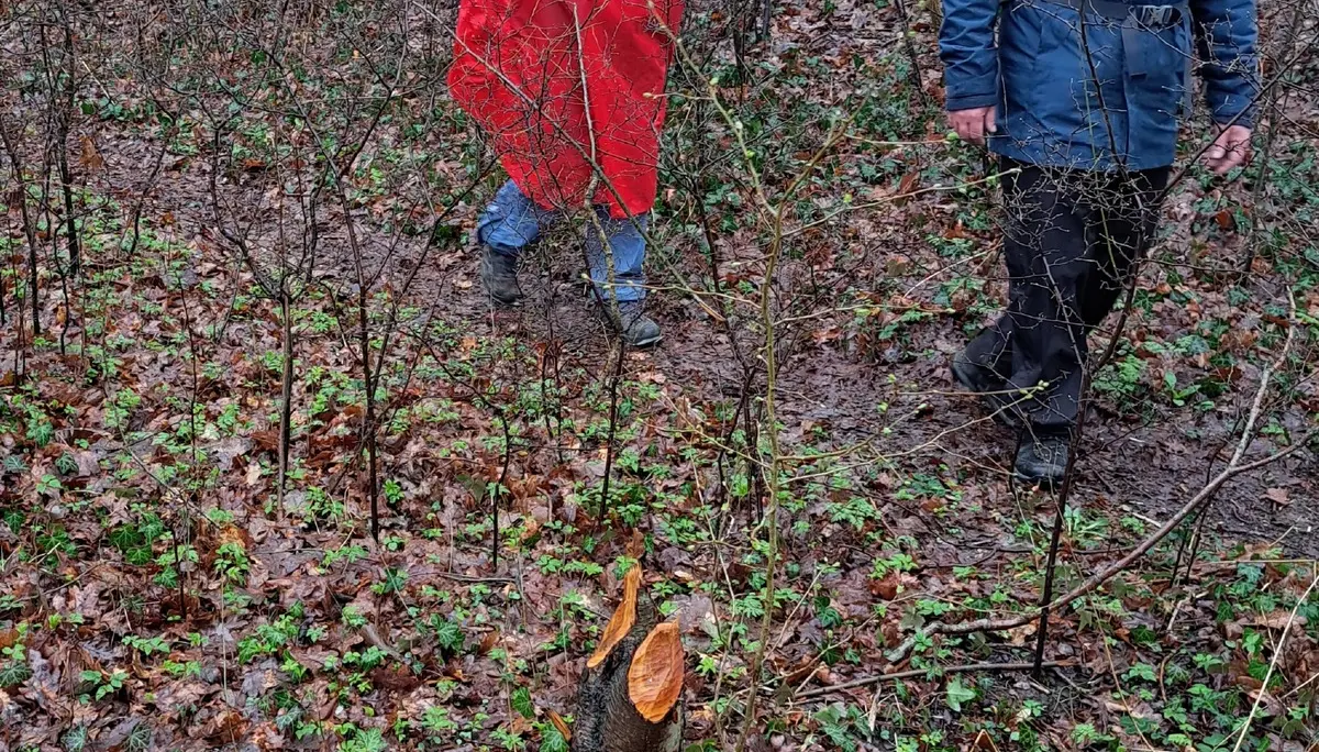 Wanderbild aus der Wildeshauser Geest | © Elena Selders