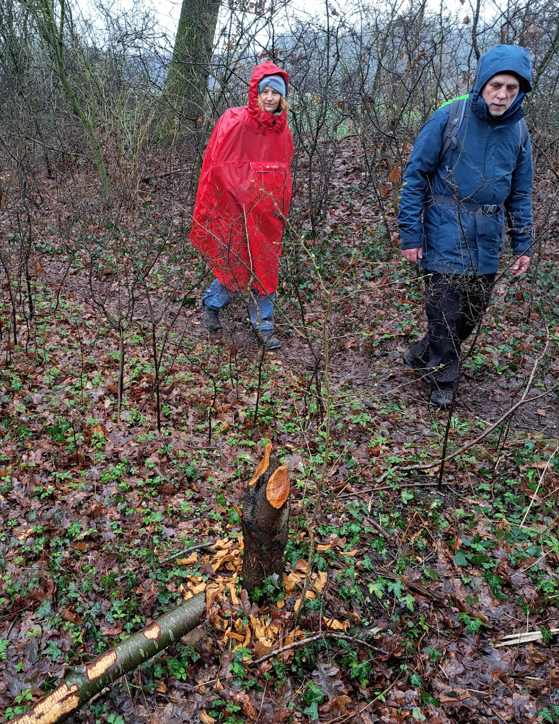 Wanderbild aus der Wildeshauser Geest | © Elena Selders