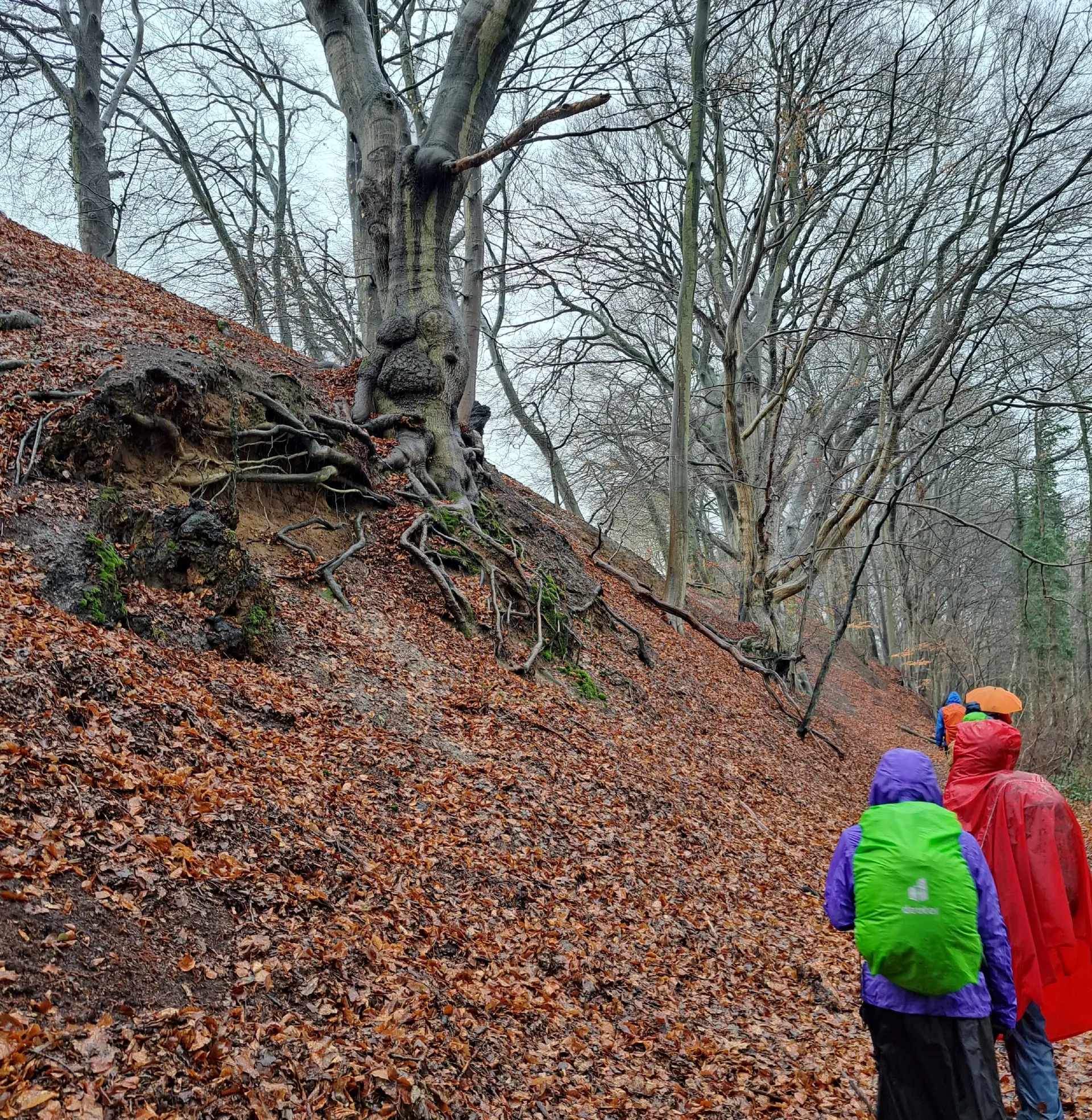 Wanderbild aus der Wildeshauser Geest | © Elena Selders