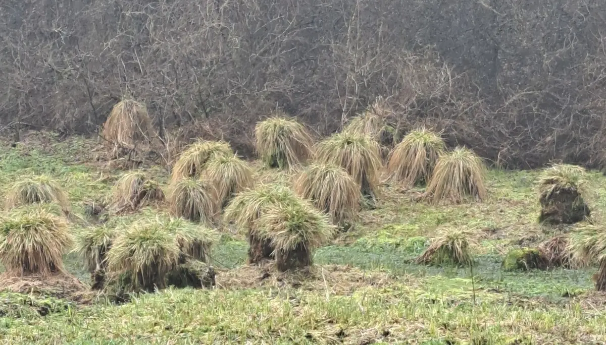 Wanderbild aus der Wildeshauser Geest | © Elena Selders