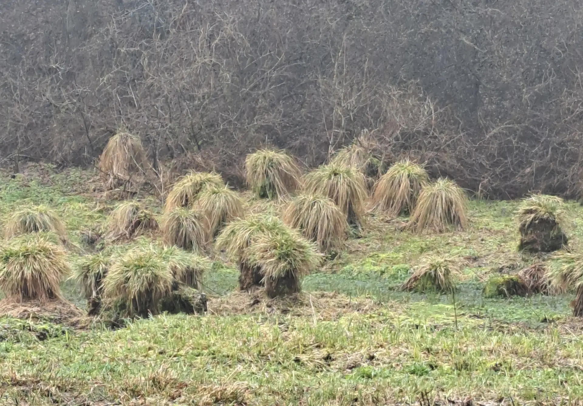 Wanderbild aus der Wildeshauser Geest | © Elena Selders