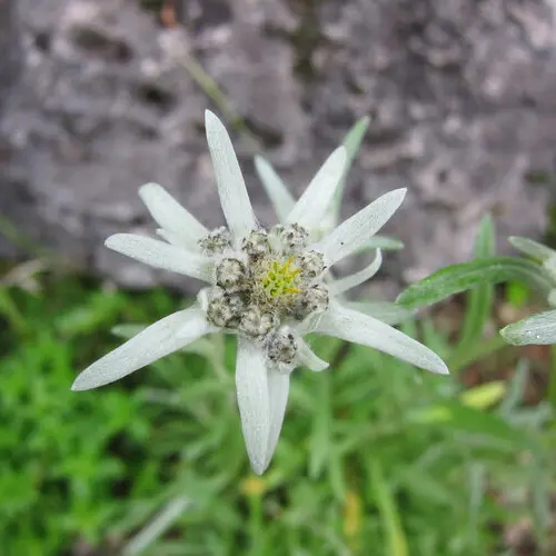 Nahaufnahme: ein Edelweiß in den Bergen | © DAV Archiv
