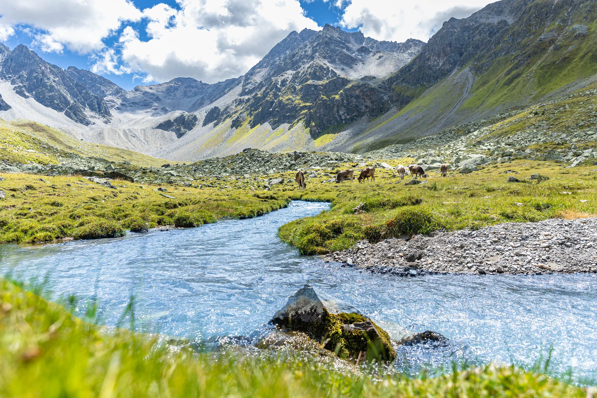 Platzertal | © DAV Blick in das grüne Platzertal im Sommer. Im Hintergrund grasen Kühe. | © DAV
